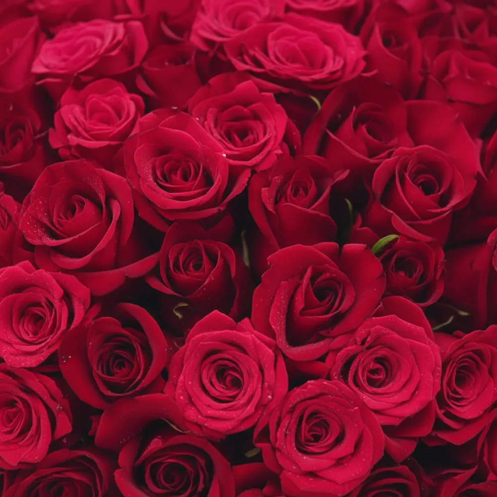 Paint In Red - 150 Rose