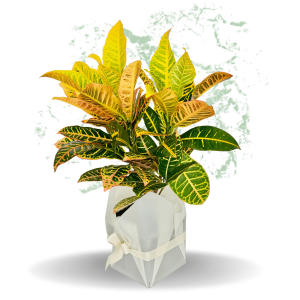 Croton Petra - Fresh Natural Plant
