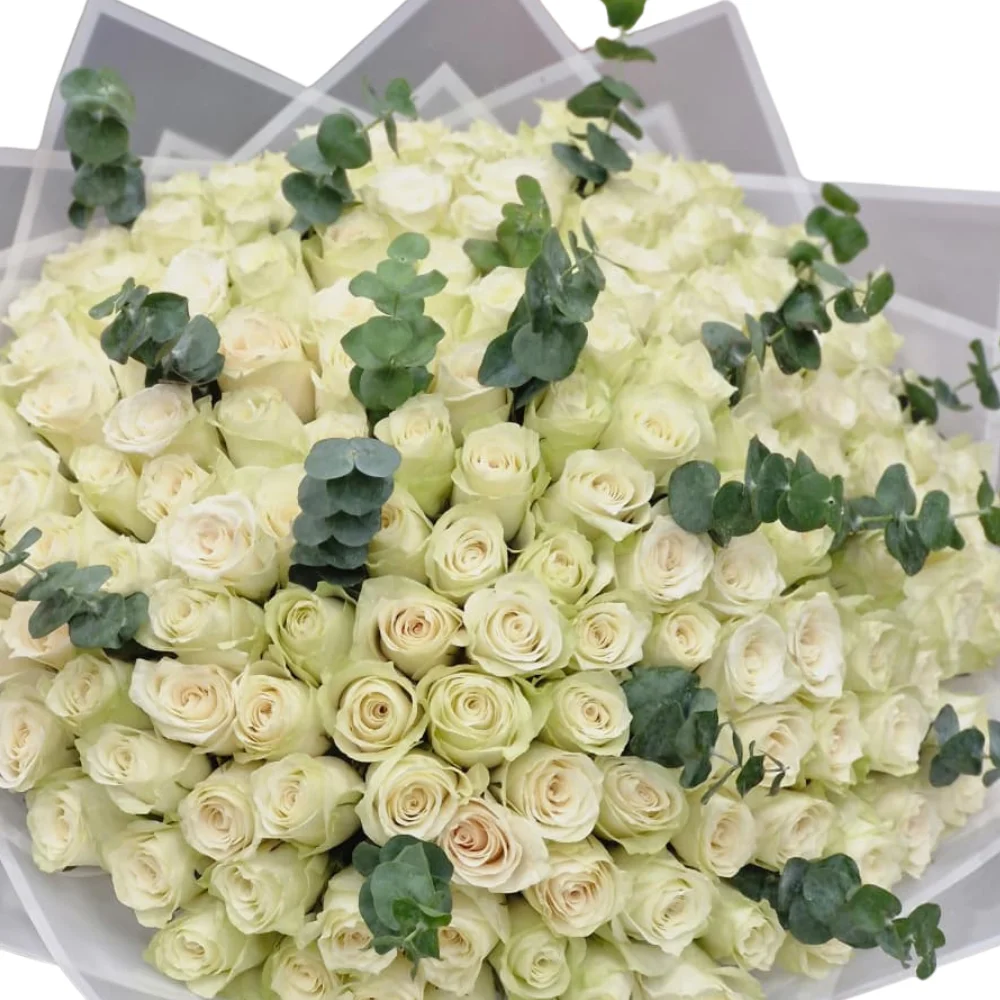 The Preciously present - 150 White Rose