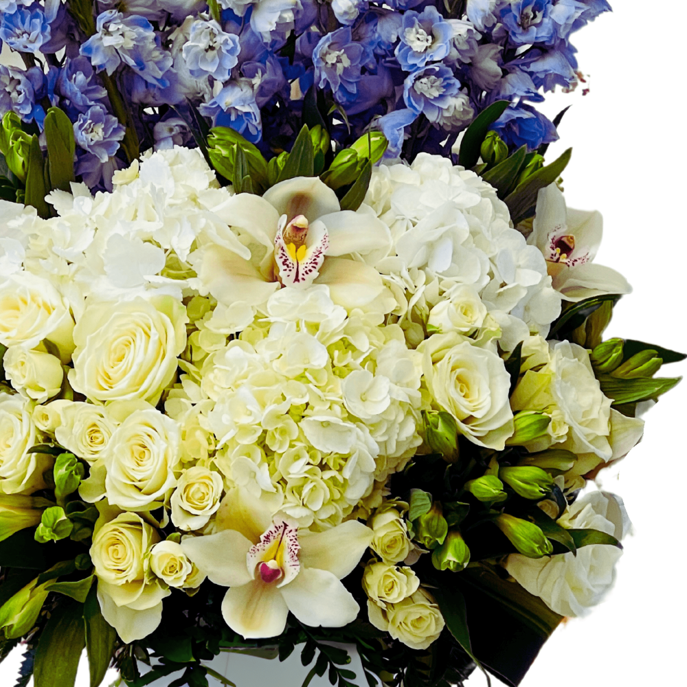 Shining Delphinium