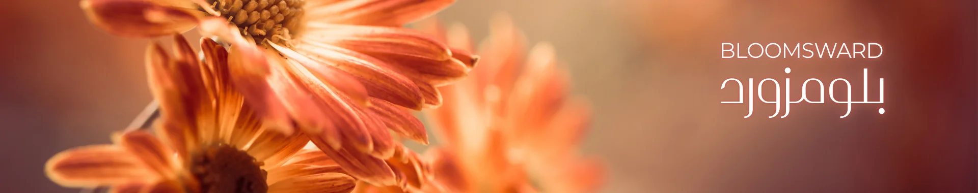 Blooms with Chocolate