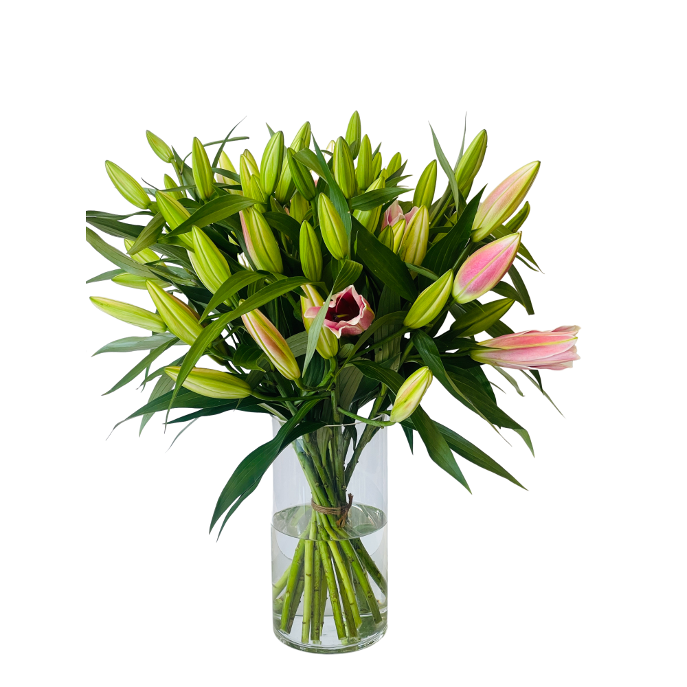 The Bloomzy Stargazers
