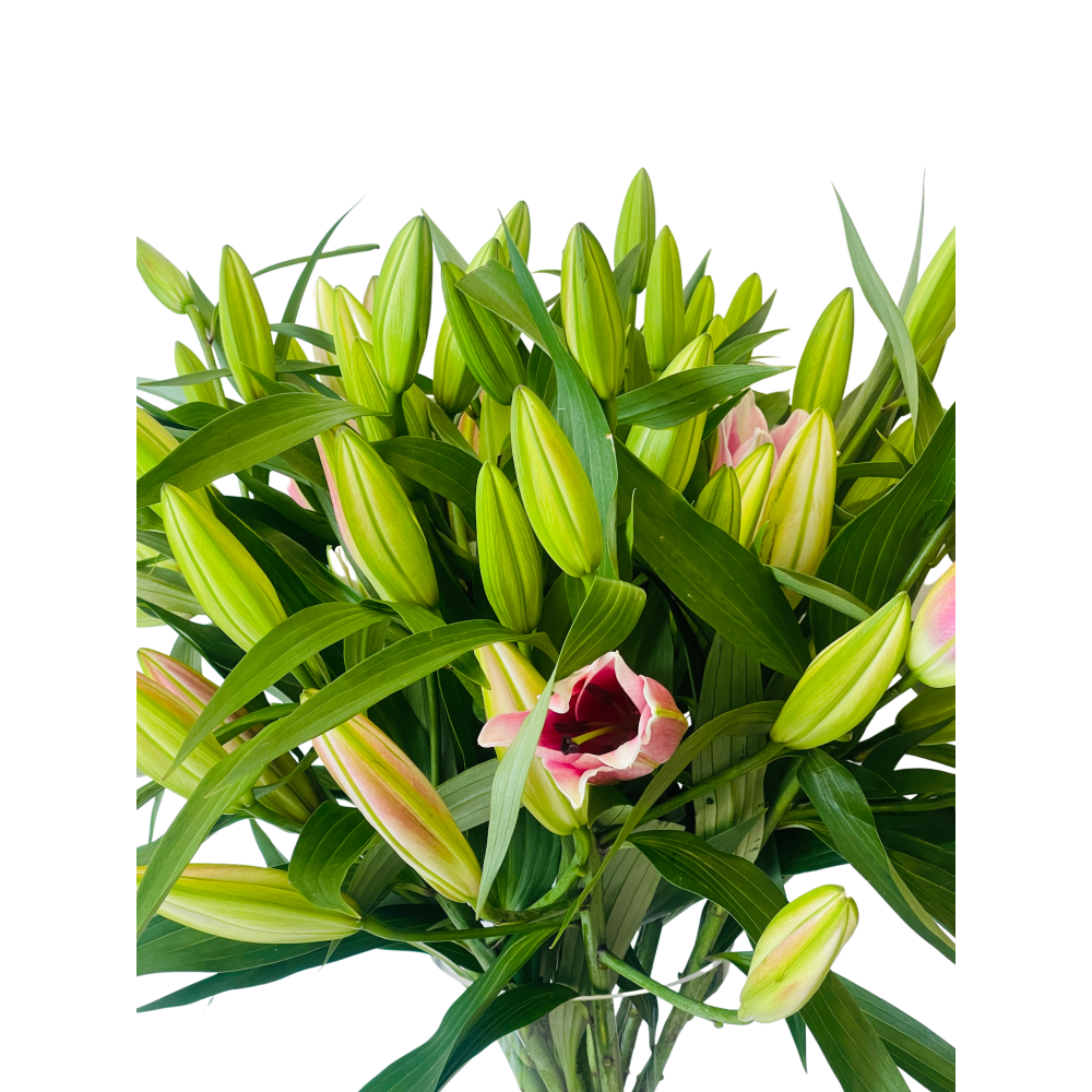 The Bloomzy Stargazers