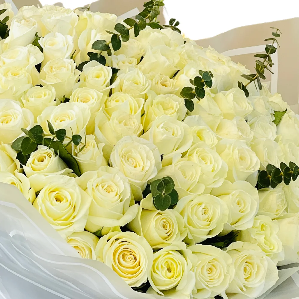 The Preciously present - 150 White Rose