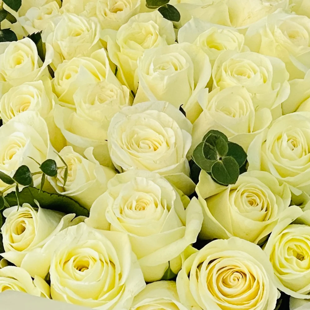 The Preciously present - 150 White Rose