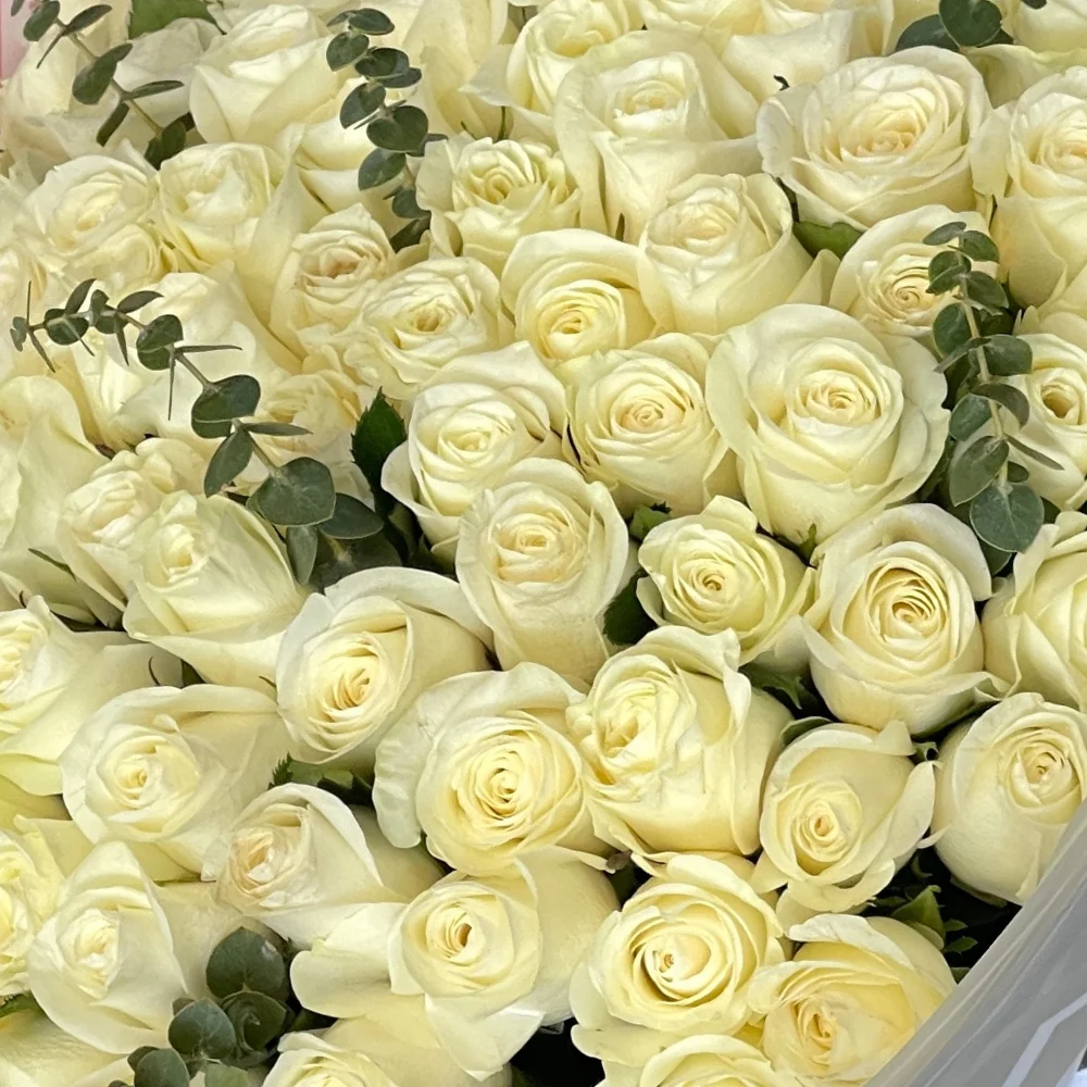 The Preciously present - 150 White Rose