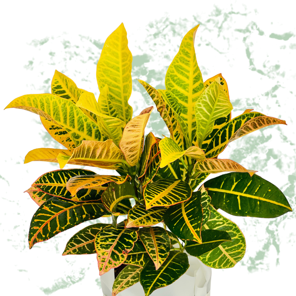 Croton Petra - Fresh Natural Plant