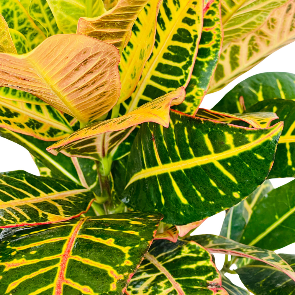 Croton Petra - Fresh Natural Plant