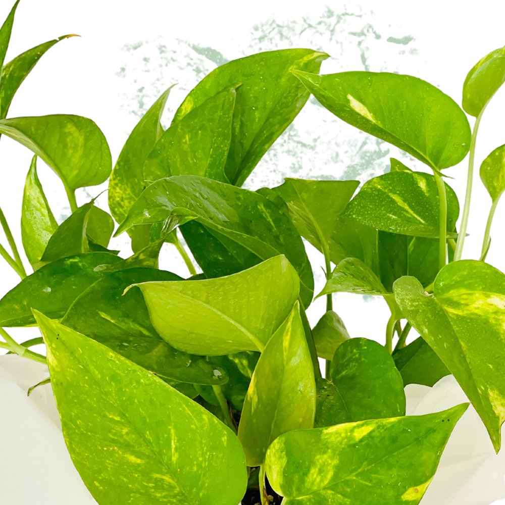 Money Plant - Fresh Natural Plant