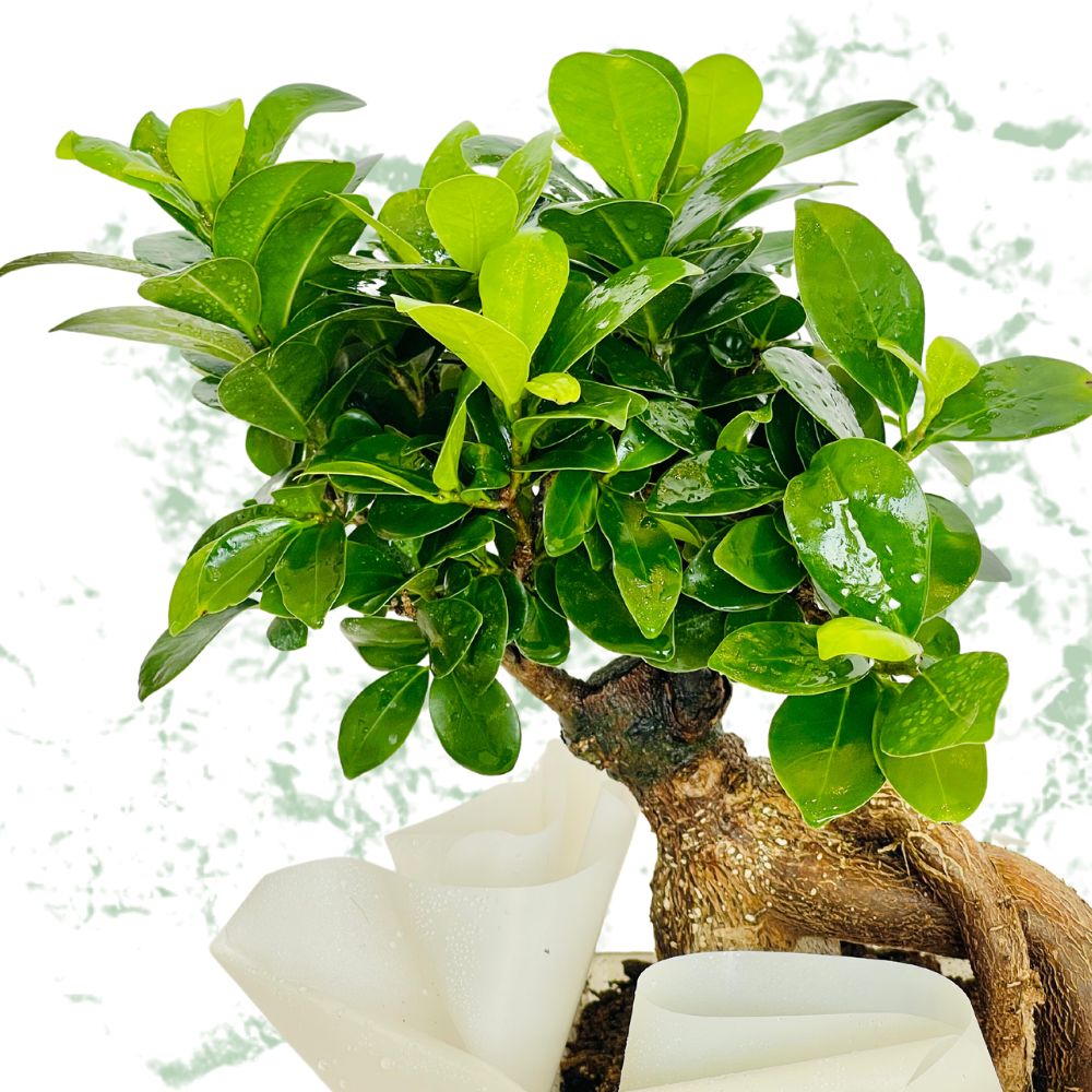 Ficus Bonsai -  Fresh Natural Plant