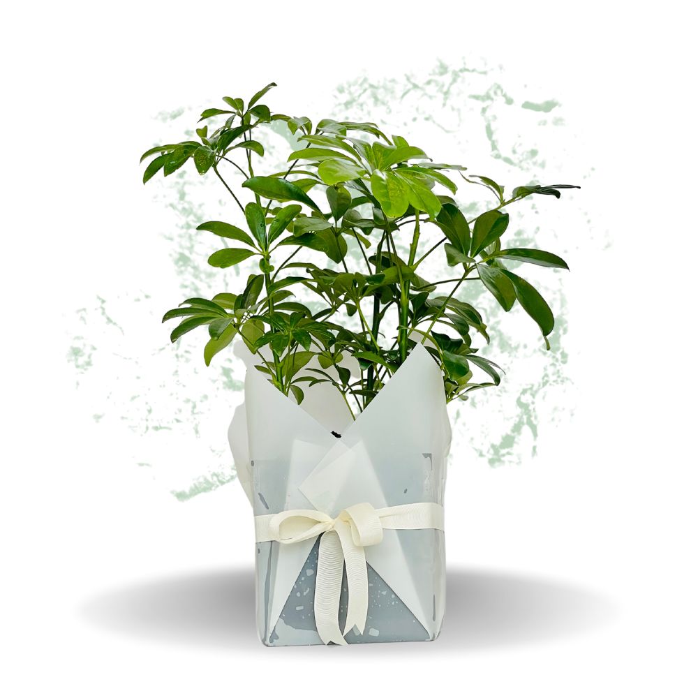 Boxwood Buxus – Fresh Plant
