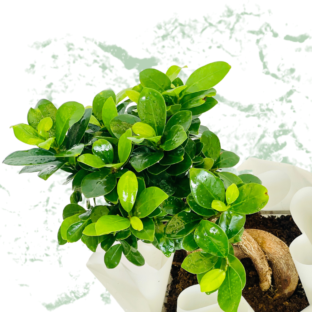 Ficus Bonsai -  Fresh Natural Plant